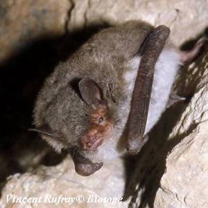 Photo Murin de Capaccini