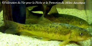 Photo du Barbeau méridional